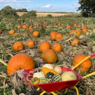 Pick Your Own Pumpkins at Lings Farm
