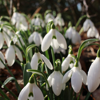Snowdrops at Brightwater Gardens