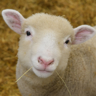 Lambing Live at Rand Farm Park