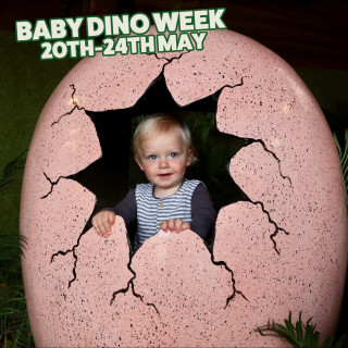 Baby Dino Week