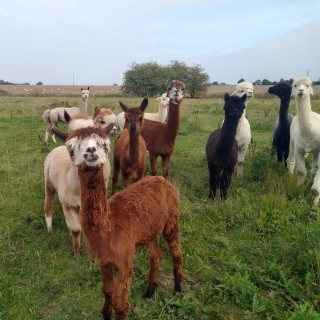 Walking with Alpacas Fun Day