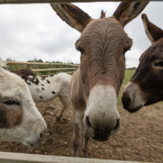 Do you know your donkeys?