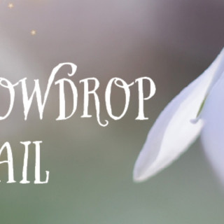 Snowdrop Trail at Uncle Henry's